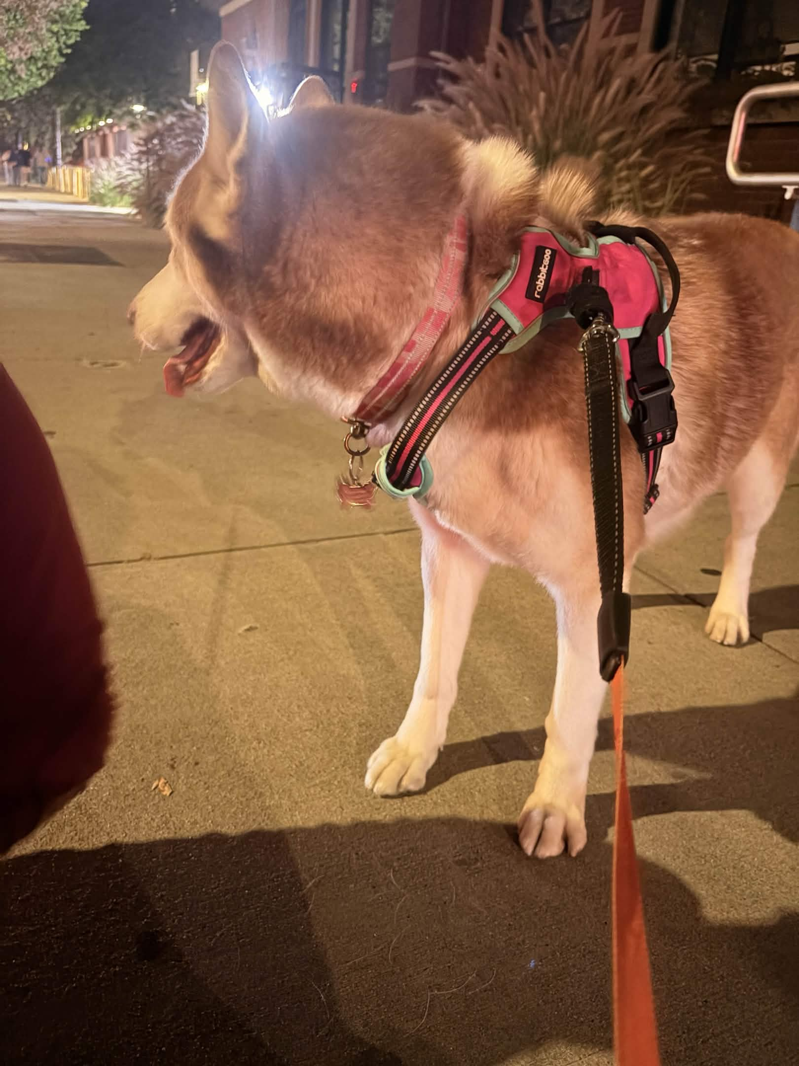 Binary хаски - собака, спасшая жизнь Ren